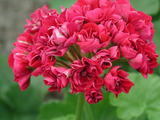 Picture of  Plum Rambler