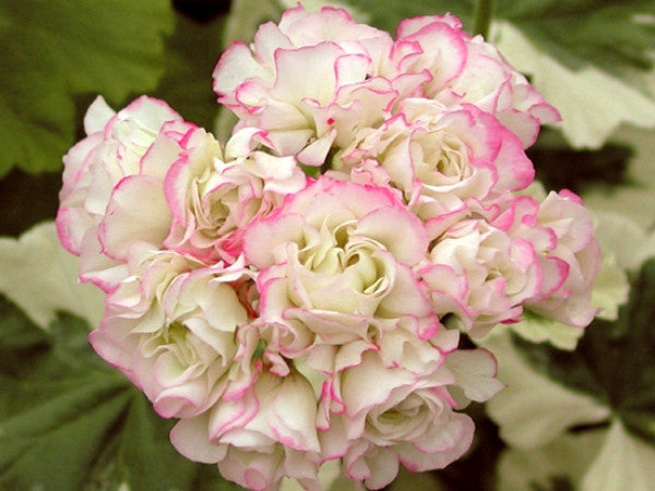 Westdale Appleblossom