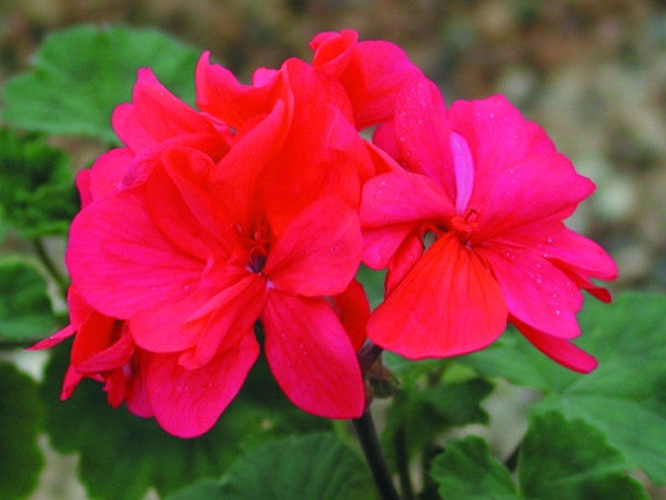Rose Beauty