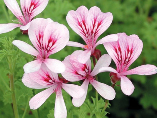 Picture of  Lady Scarborough