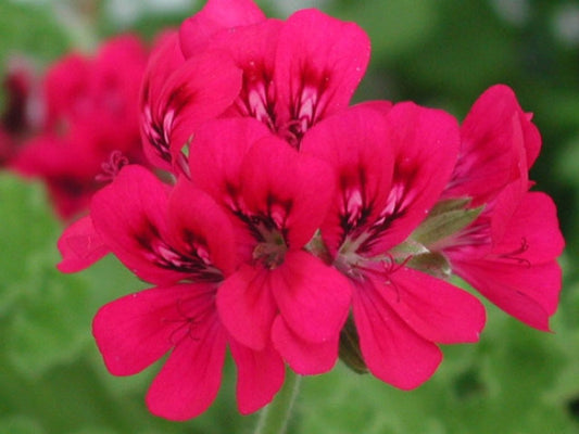 Picture of  Scarlet Unique