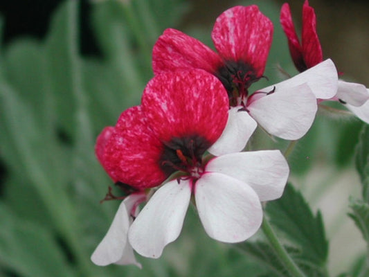 Picture of  P. Splendide