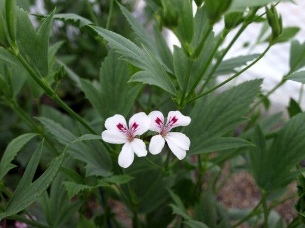 P. tricuspidatum