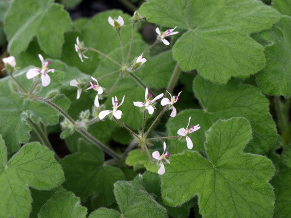 Picture of  Tomentosum