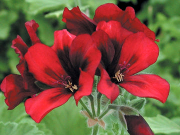 All Pelargoniums – Fibrex Nurseries