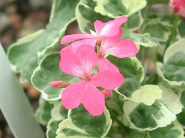 Variegated Kleiner Liebling