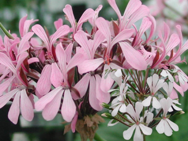 P. zonale